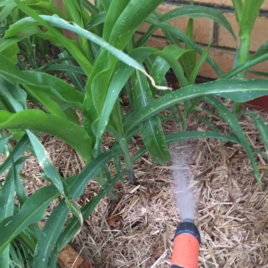 spraying water onto the base of multiple corn plants