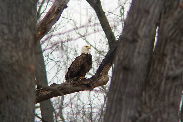 A Bald Eagle perched on a branch enjoying its lunch at Mason Neck State Park in Virginia