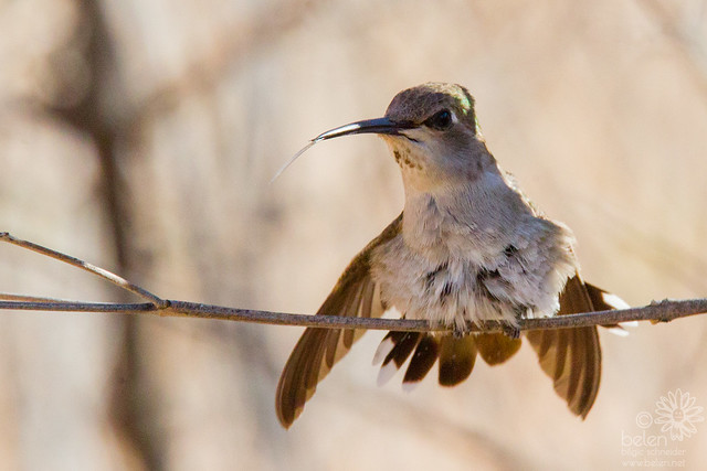 Female Costa's Hummingbird