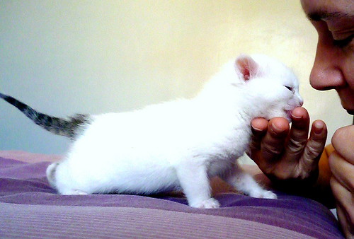 Nivia, gatita blanca con un toque pardo monísima nacida en Marzo´16 en adopción. Valencia. ADOPTADA. 25773136363_18bbb37d16