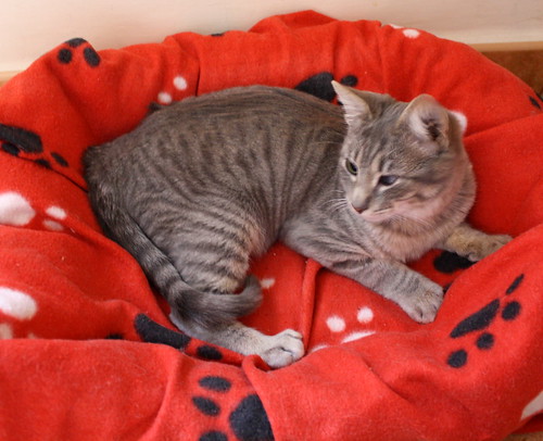 Luka, gatito azul ruso tabby esterilizado con ojo velado nacido en Agosto´15, en adopción. Valencia. ADOPTADO. 23782151269_35de327d00
