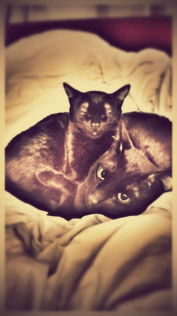 Nero, gato negro azabache guapetón nacido en Abril´15 esterilizado, en adopción. Valencia. ADOPTADO. 24684763042_6d464a6ebe_z