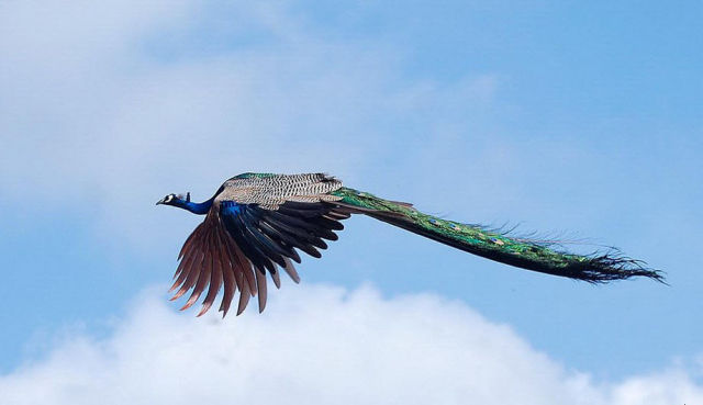 Phân biệt chim công trống và chim công mái-Trang Trại Vườn Chim Việt