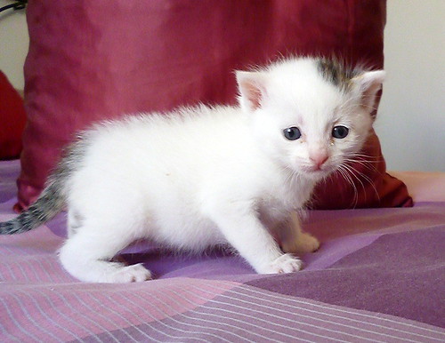 Nivia, gatita blanca con un toque pardo monísima nacida en Marzo´16 en adopción. Valencia. ADOPTADA. 25771047884_5389e204f6