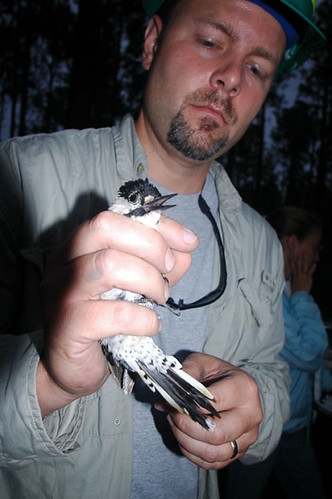 Wildlife Biologist John Dunlap of the Apalachicola National Forest examining a red-cockaded woodpecker