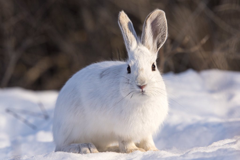 Do Rabbits Eat Lantana - What Flowers Do Rabbits Not Eat