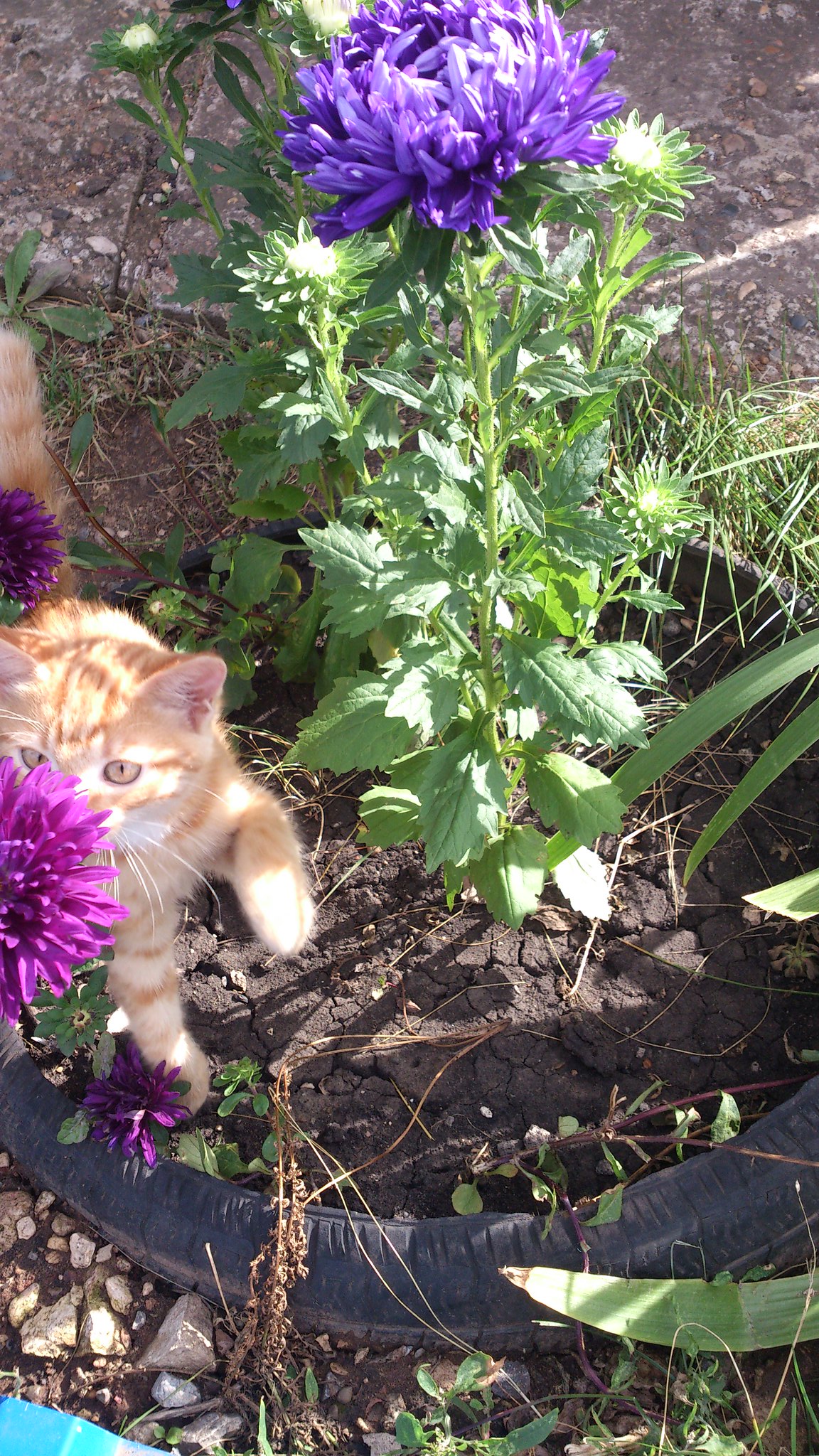Котята очень любят траву есть:) 