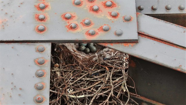 Raven's nest filled with eggs at High Bridge Trail State Park, Virginia.