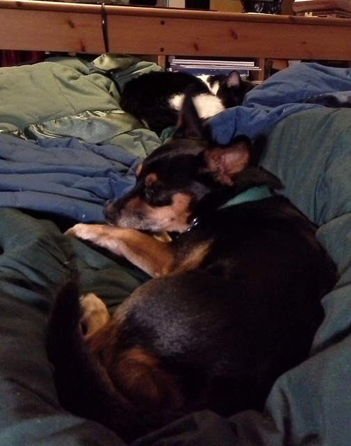 Image shows Pipa, a black and tan miniature Pinscher, lying down in the foreground. Beyond her is Boo, a kitty with big black and white patches, curled up and asleep. They are lying on a bed covered in green and blue blankets.