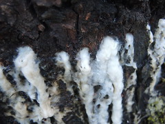Slime mold on tree