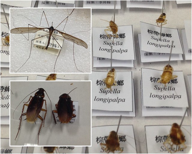 台大公衛系學生製作的昆蟲標本。攝影：廖靜蕙