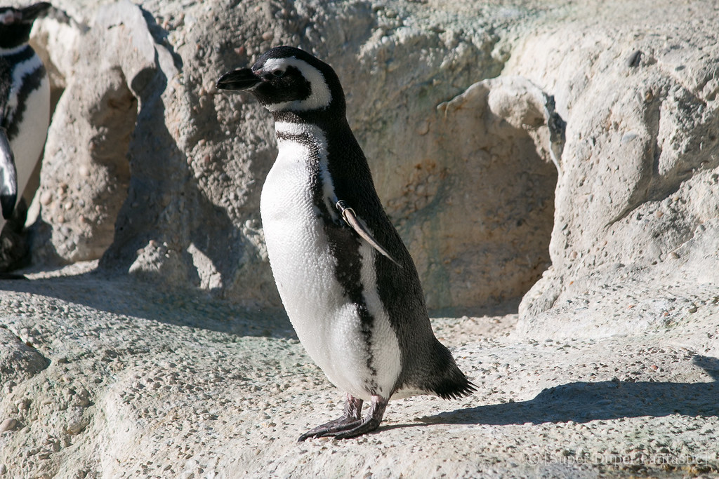 San Francisco Zoo - Magellanic Penguins