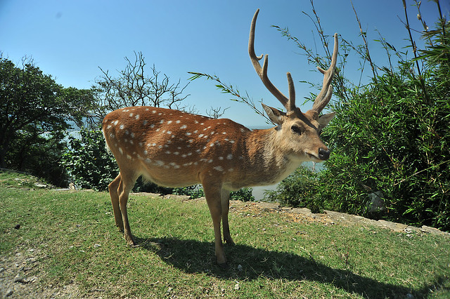 顏士青發現梅花鹿公鹿發情期發出的奇特聲音，可用以個體辨識。圖片來源：顏士青