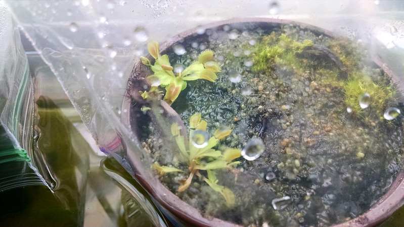 Dionaea 'B-52' plantlets, 1-27-2015.