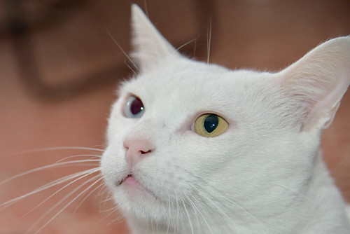Duque, gato Blanco de ojos Dispares esterilizado súper dulce positivo a inmuno, nacido en 2011, en adopción. Valencia. ADOPTADO.  24569973784_7921fc15b8