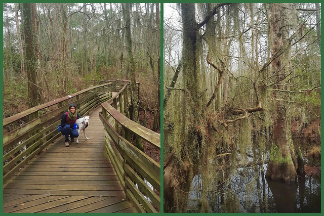 The boardwalk over the Bald Cypress Swamp is a great place to observe wildlife at First Landing State Park in Virginia