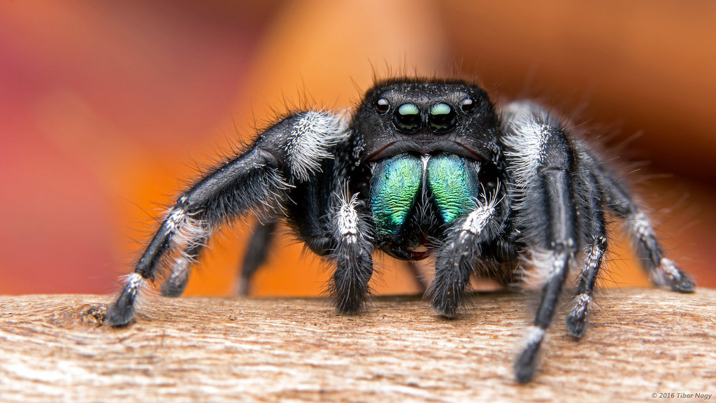 Phidippus audax bold jumping spider | Male Phidippus audax b… | Flickr