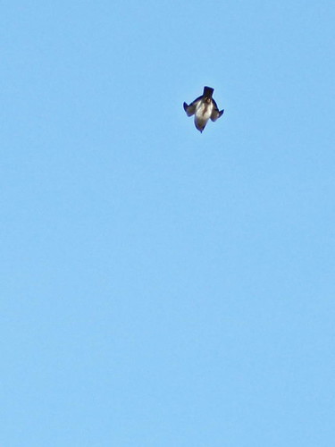 Short-tailed hawk diving 20160222