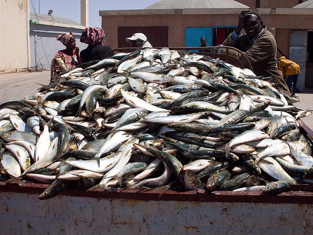 全球漁獲量快速下降。圖片來源：Evgeni Zotov（CC BY-NC-ND 2.0）