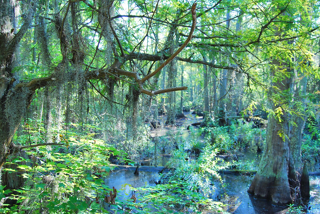 Spanish Moss in the Bald Cypress Swamp at First Landing State Park in Virginia