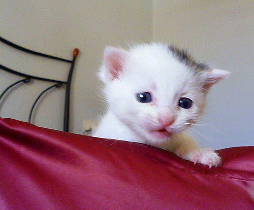 Nivia, gatita blanca con un toque pardo monísima nacida en Marzo´16 en adopción. Valencia. ADOPTADA. 25773138013_ba545abbe5