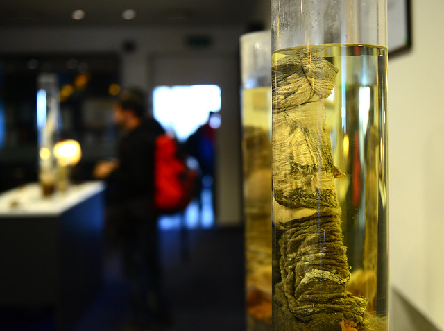 Bicharraco en formol en el interior del museo del pene de Islandia