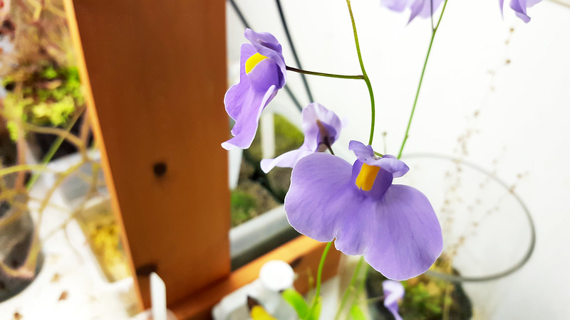 Utricularia longifolia stealing my heart away with its flowers.