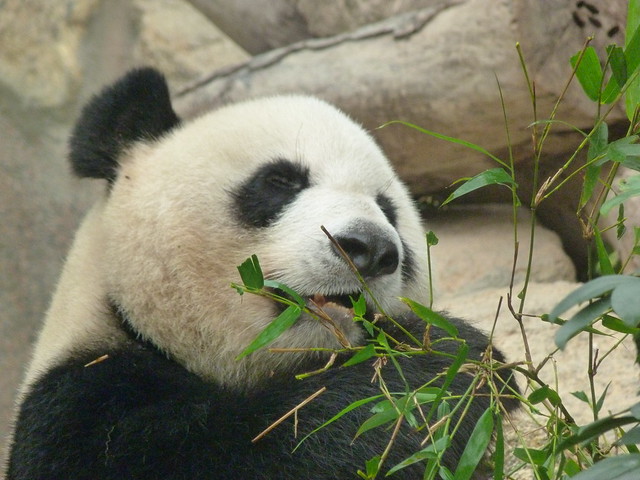 Oso panda gigante en cautividad