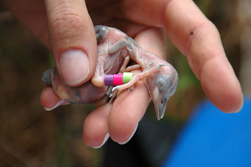A person holding a baby red-cockaded woodpecker