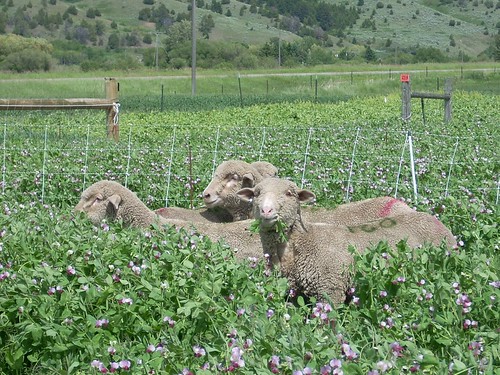 Sheep grazing on cover crops in a Montana State University sustainable farming study