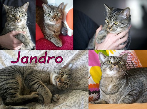 Jandro, gatito pardito monísimo y muy mimoso esterilizado, nacido en Julio´15, en adopción. Valencia. ADOPTADO. 23937441254_521c00005b