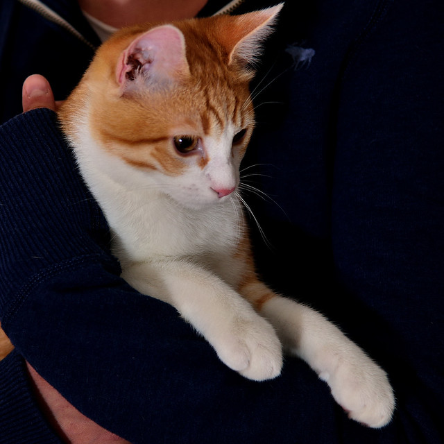 Jinks, gatito rubio y blanco de ojos cobre juguetón, nacido en Septiembre´15, en adopción. Valencia. ADOPTADO. 25413966632_39aaa58b7a_z