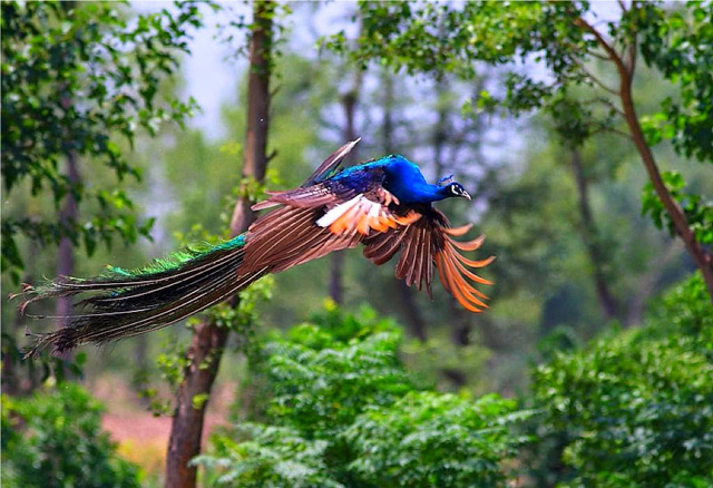 Bán giống chim công xanh 3 tháng tuổi-Trang Trại Vườn Chim Việt