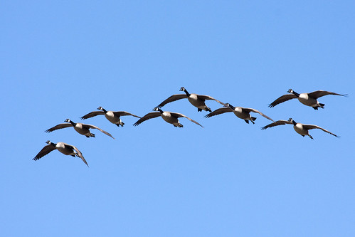Photo of Canada geese in flight