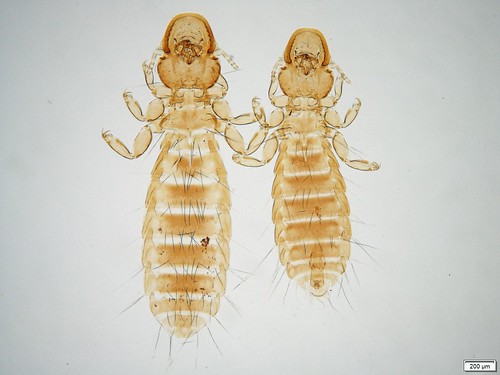 Photo of two Mallophaga collected on a common kestrel. 