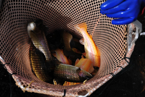 Photo of Rainbow and Golden Trout for stocking into streams