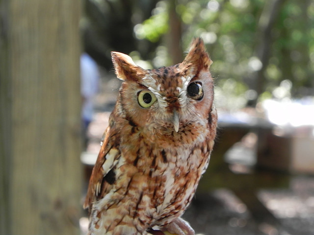 Great Horn Owl at First Landing State Park, Virginia