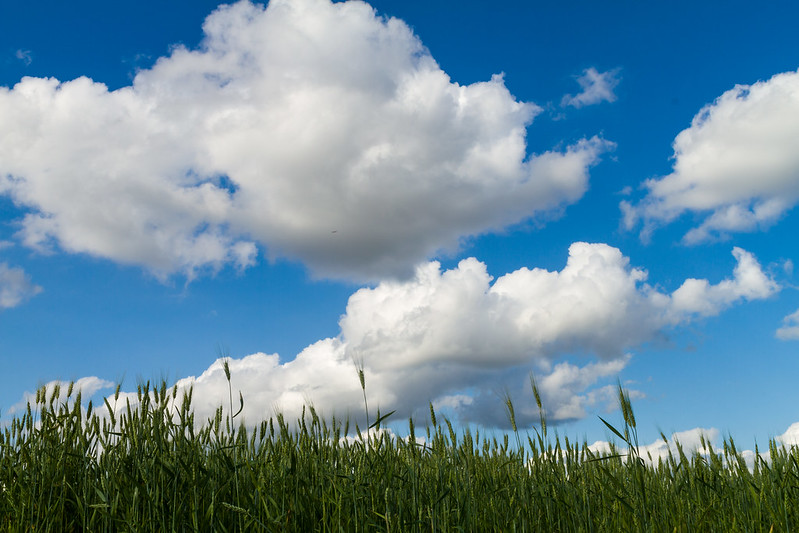 Tall Grass, Blue Sky, and Fluffy Clouds
