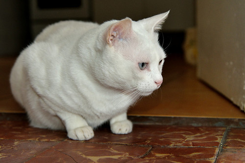 Duque, gato Blanco de ojos Dispares esterilizado súper dulce positivo a inmuno, nacido en 2011, en adopción. Valencia. ADOPTADO.  24569978934_82759fb736