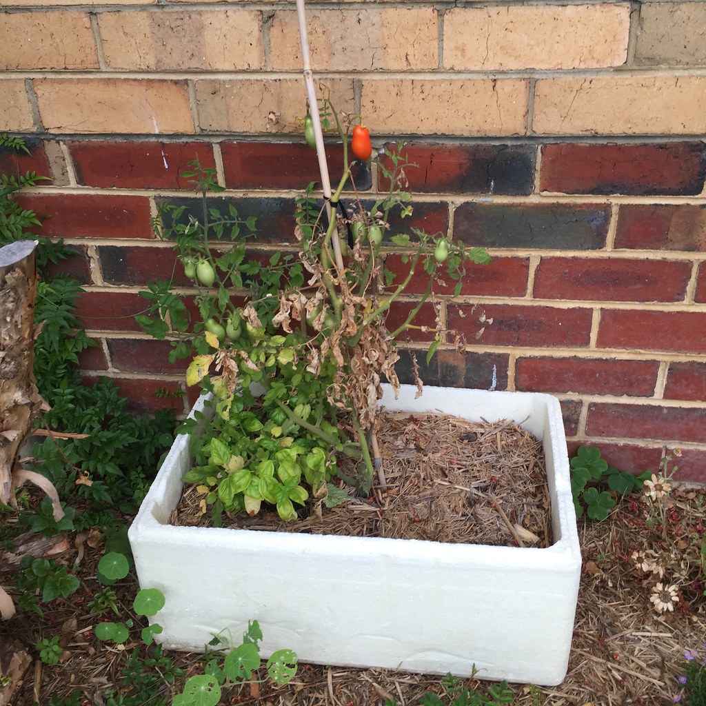 tomato plant in polystyrene box with sad brown looking leaves, but growing ripe tomatoes