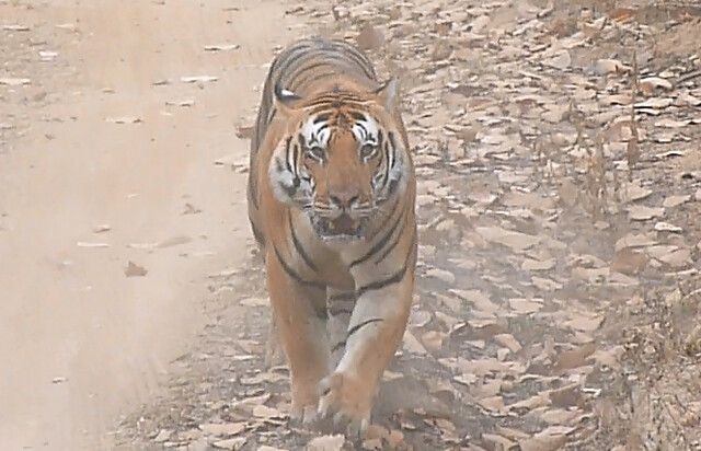 Tigre de Bengala en Kanha (India)