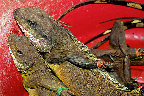 寮國市場上出售的蜥蜴，四肢被綁住、嘴部被縫起來待價而沽。圖片來源：Mike Rowe（CC BY-NC 2.0）。
