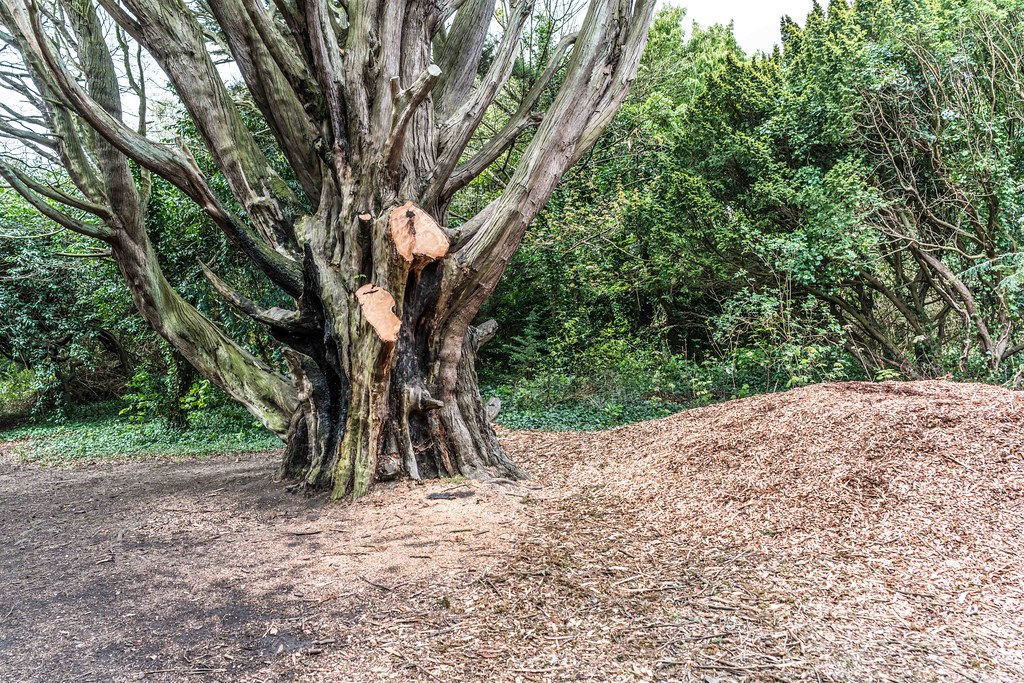 ca, hanford VA Dublin removal tree