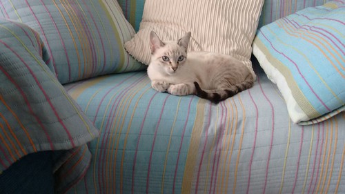 Bastian, gatito Siamés Tabby precioso y dulce, nacido en Septiembre´15, en adopción. Valencia. ADOPTADO. 23938017881_c93d74eb2c