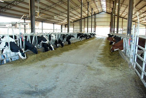 A newly constructed dairy shed and animal waste system