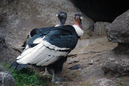 Two condors at the zoo in Buenos Aires, Argentina