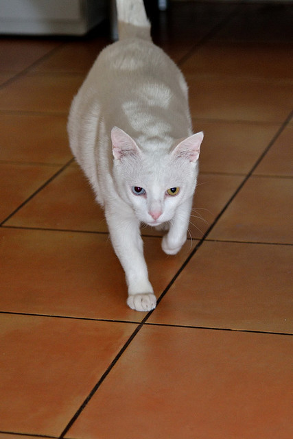 Duque, gato Blanco de ojos Dispares esterilizado súper dulce positivo a inmuno, nacido en 2011, en adopción. Valencia. ADOPTADO.  25174314566_9e3e2332bd_z
