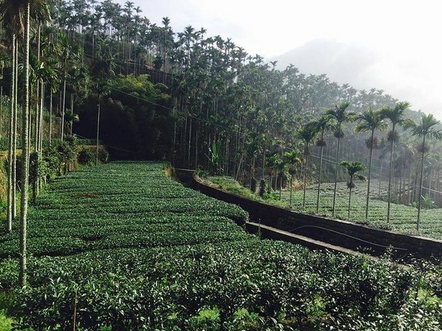 瑞里村一景，茶樹、溝渠與檳榔樹顯示此地的拓殖活動。（攝影：劉軒含。）
