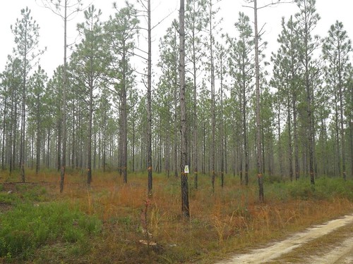 Forests on the Conecuh National Forest