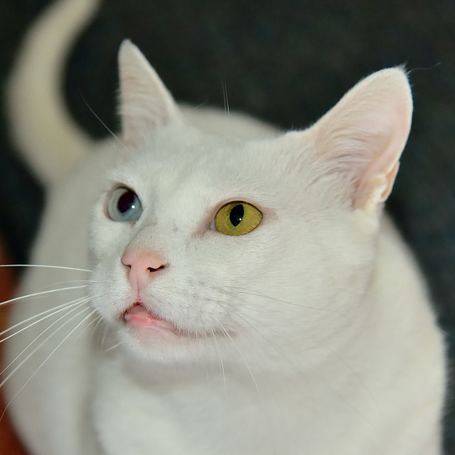 Duque, gato Blanco de ojos Dispares esterilizado súper dulce positivo a inmuno, nacido en 2011, en adopción. Valencia. ADOPTADO.  24573829483_e5d79b8da1_z